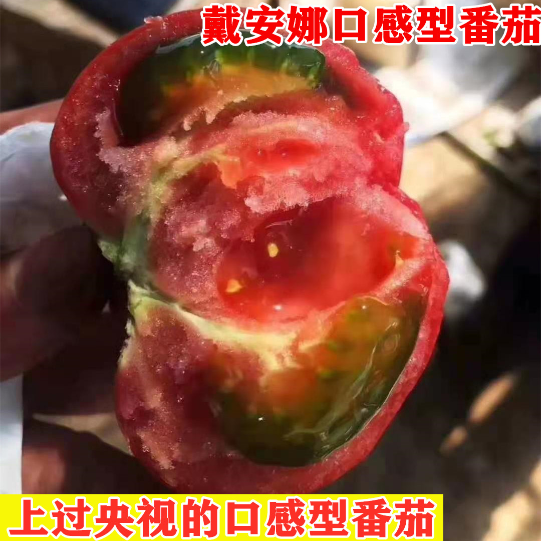 西红柿番茄种子铁皮柿子草莓番茄