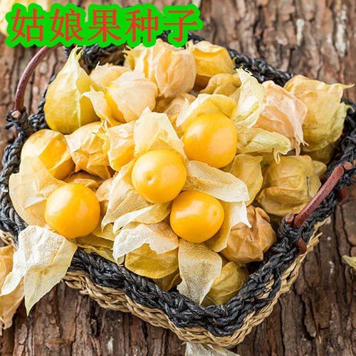 菇娘果种子 姑娘果种籽 黄菇娘果 浆果 皮薄肉厚甜度高 包邮