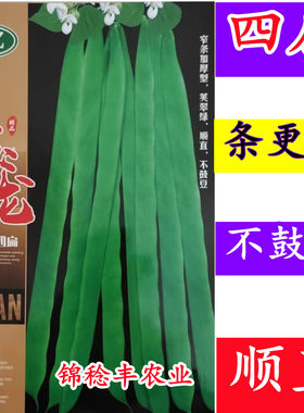 玉龙9号四扁芸豆条顺直不鼓豆