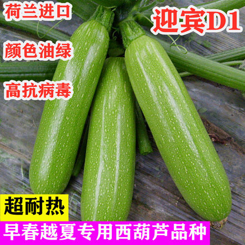 耐热西葫芦角瓜西葫芦种子