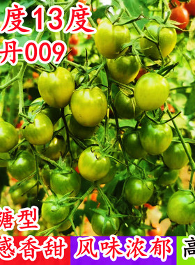 高糖绿色樱桃小番茄万盛京丹009碧玉梦想青甜二号青口蜜恋种子孑