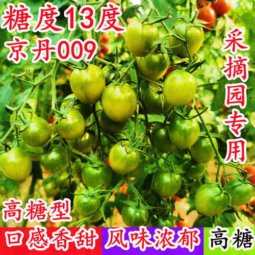 高糖绿色樱桃小番茄万盛京丹009碧玉梦想青甜二号青口蜜恋种子孑