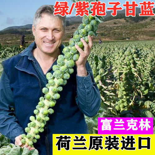 孢子甘蓝种子比久富兰克林迷你小包菜卷心菜高产蔬菜种子抱子甘蓝