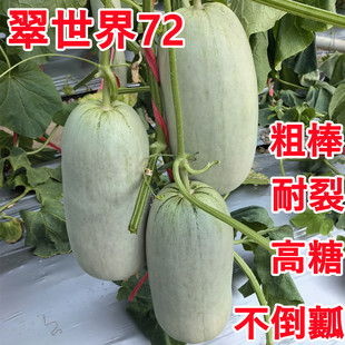 翠世界72博洋72羊角蜜蜜园18香瓜酥脆香甜高唐甜瓜秧苗种子籽孑