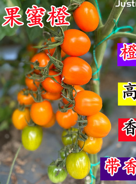 芒果蜜橙色樱桃番茄香芒皇后柿季辉煌香甜千禧圣女果小番茄种子籽