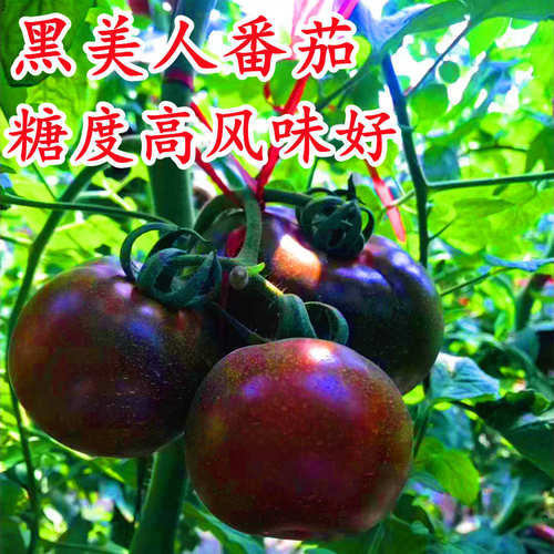 黑美人黑紫砂大黑番茄种子