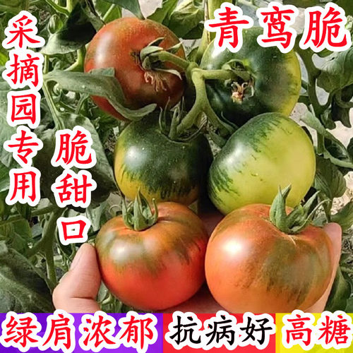 高糖青鸾脆京采8牧心脆甜口草莓番茄东北铁皮柿子种子籽孑