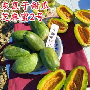 上海灰鼠子甜瓜芝麻蜜2号九道青香瓜甜瓜种酥脆绿皮绿宝翡翠种子