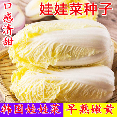 娃娃菜种子 小白菜种子 黄心娃娃菜种籽 小型白菜种子 四季 包邮
