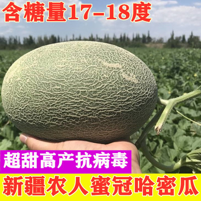 哈密瓜种子 网纹甜瓜种籽 西州蜜25 水果甜度高 耐裂好产量高种孑