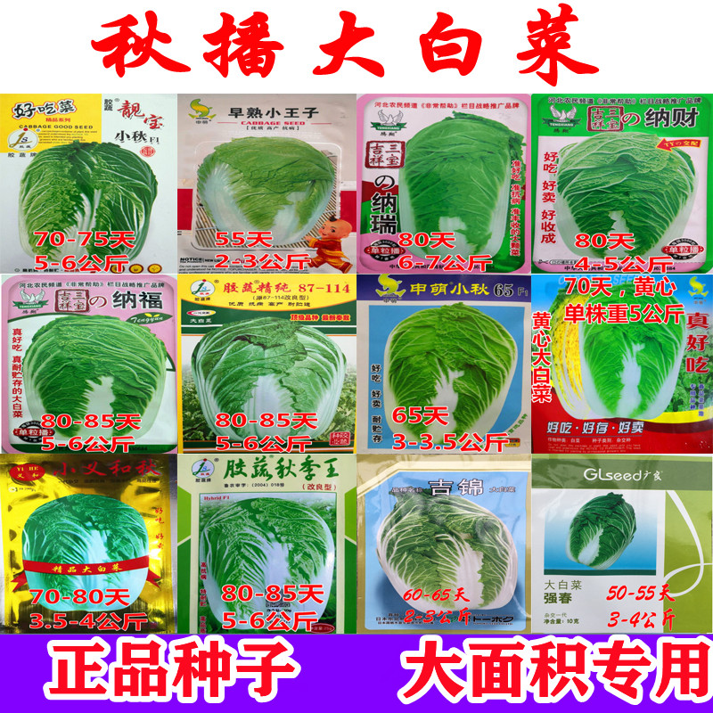 秋播冬储黄心口感好包邮大白菜