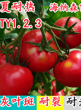 海纳森1号8号越夏耐热抗ty123抗灰叶斑斑萎病毒深亮粉番茄种子籽