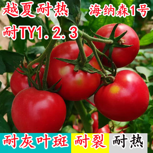 海纳森1号8号越夏耐热抗ty123抗灰叶斑斑萎病毒深亮粉番茄种子籽