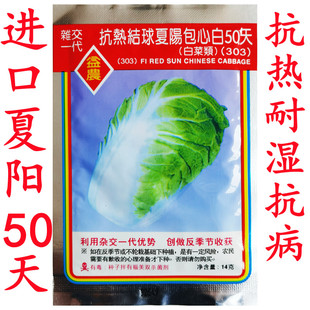【303夏阳白-大白菜种子】反季耐湿抗热早熟夏阳303白菜50天