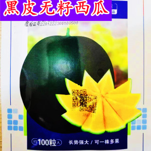 金露无籽西瓜种子三倍体黑皮黄瓤大果西瓜种籽抗病耐重茬高产
