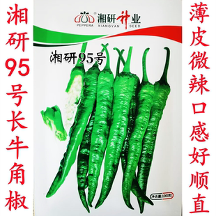 湘研95号炒肉辣椒皮薄肉脆麻面比湘研55耐老提早长牛角椒樟树港子