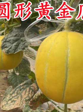 圆形金冠甜瓜黄金蜜甜瓜种子薄皮黄皮瓜黄金香瓜蔬菜种籽子M-458