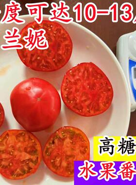 布兰妮高糖水果番茄京采8号草莓番茄铁皮柿脆甜布莱妮甜种籽