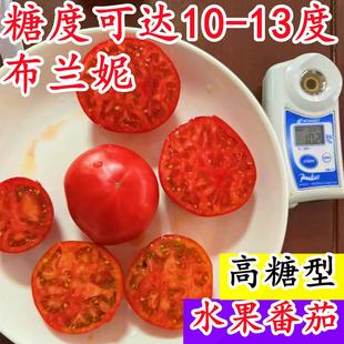 布兰妮高糖水果番茄京采8号草莓番茄铁皮柿脆甜布莱妮甜种籽