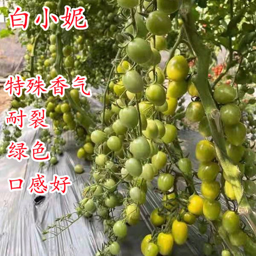 绿樱桃番茄种子 圣女果种籽 青香蜜产量高口感好蔬菜包邮白小妮
