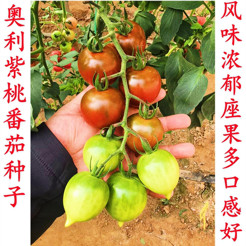 奥利紫桃番茄春桃紫黑色樱桃金桃带尖心形桃形圣女果番茄种子籽