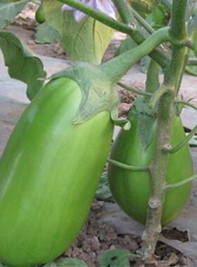 绿罐茄子 牛心茄绿茄 绿色灯泡茄油亮 绿牛蛋茄子 包邮绿罐王