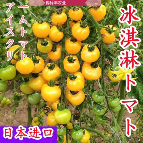 纯甜冰淇淋小番茄圣女果