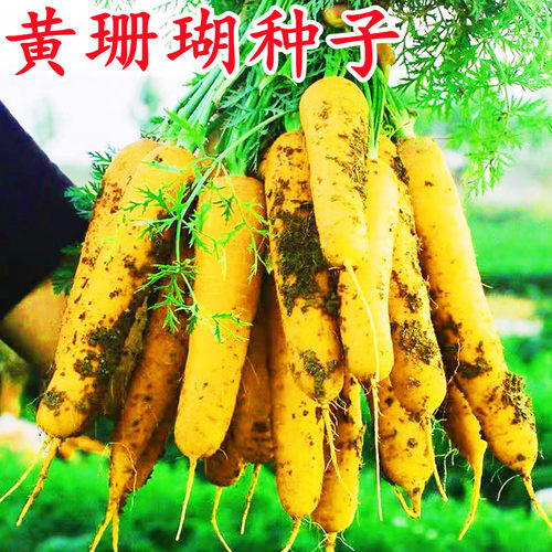 黄胡萝卜水果胡萝卜种子