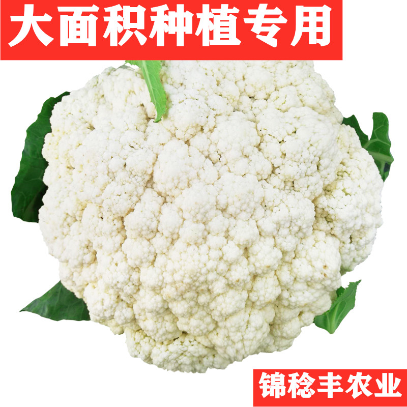 台湾庆美F1青梗松花菜种子籽小米粒青梗花菜6070天白菜花椰散花苗