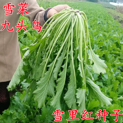 九头鸟蔬菜种子 雪里红/雪里蕻/雪菜种子以连茎腌制种子 秋季播种
