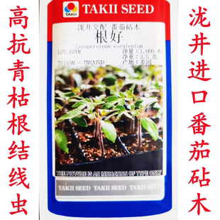泷井T1-134根好砧木种子 番砧一号番茄专用种籽 抗青枯抗死棵种孑