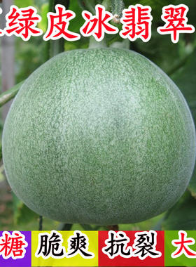 绿宝石冰翡翠6号超甜正品薄皮甜瓜种子四春季蔬菜种孑香瓜种籽孑