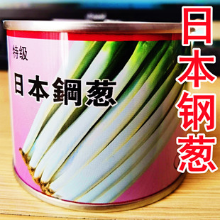 钢葱铁杆大葱种子日本四季播钢葱山东章丘正宗铁杆大梧桐蔬菜种孑