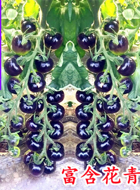 黑色恋人樱桃黑番茄种子四季黑西红柿种苗种籽西黑柿春季蔬菜种孑