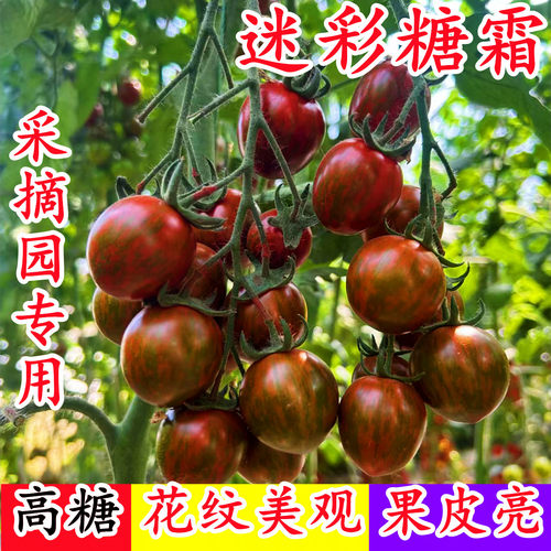 樱桃番茄种子花皮迷彩糖霜圣女果种籽紫黑色特色蔬菜种子紫千禧孑