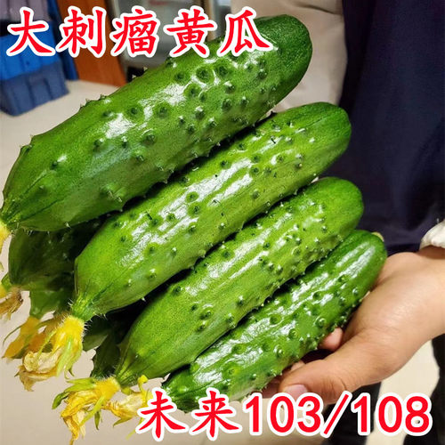 未来103 108旱黄瓜种籽孑 水果旱黄瓜油亮大刺瘤口感青瓜黄瓜种子