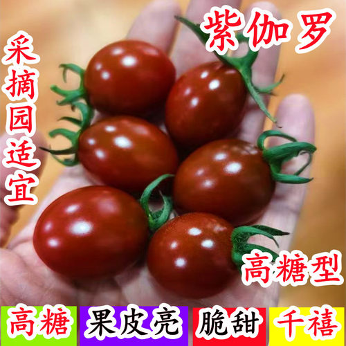 高糖紫伽罗千禧巧克力紫色樱桃小番茄圣女果摩卡迷彩番茄种子籽孑