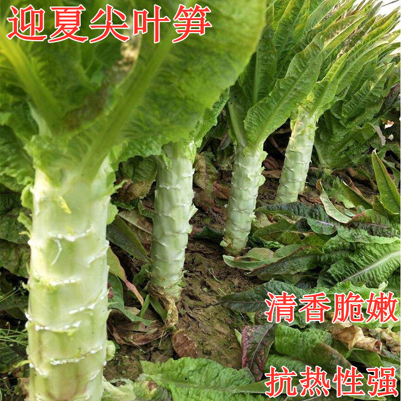 耐热大白尖叶莴笋种子莴苣种籽香笋耐抽苔春夏早秋种绿皮绿肉包邮