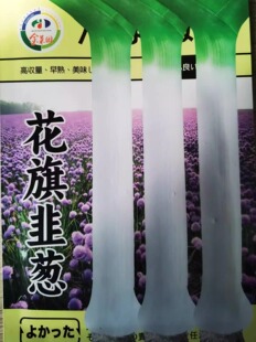 花旗韭葱种子蒜苗海蒜小根蒜青蒜菜大蒜四季播春籽蔬菜种籽春秋季