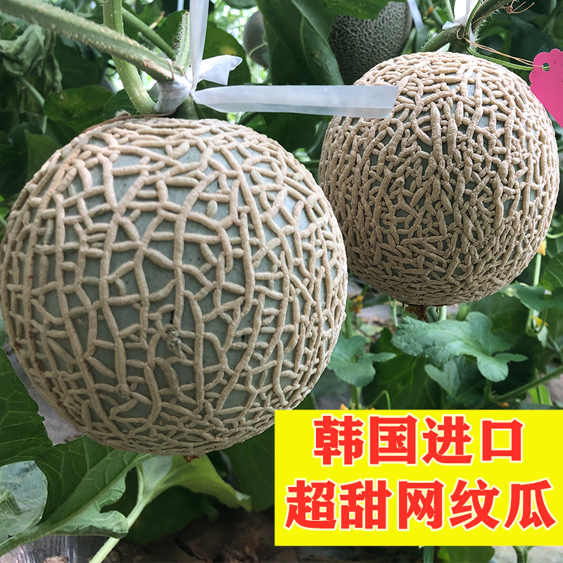 韩国蜜瓜甜瓜网纹甜瓜