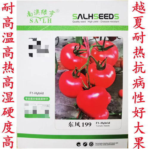 越夏耐热卓粉东风199天正1567硬度高籽抗TY病毒大粉番茄种子孑