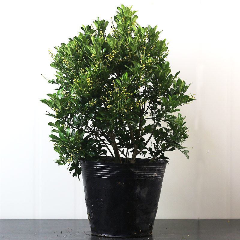 �ۻ��㣺������ˮ������������ֲ������Ũ����̨��׮�������辰������ֲ 39.99Ԫ��3��(��13.33Ԫ/��)