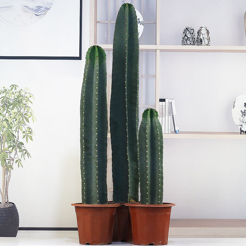 量天尺仙人柱室内好养活盆栽植物