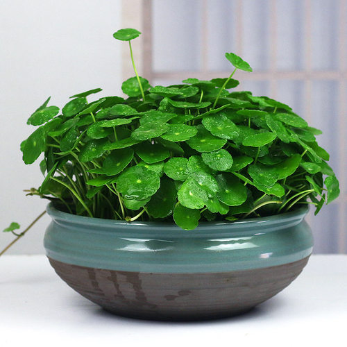 客厅水培植物铜钱草书房净化空气