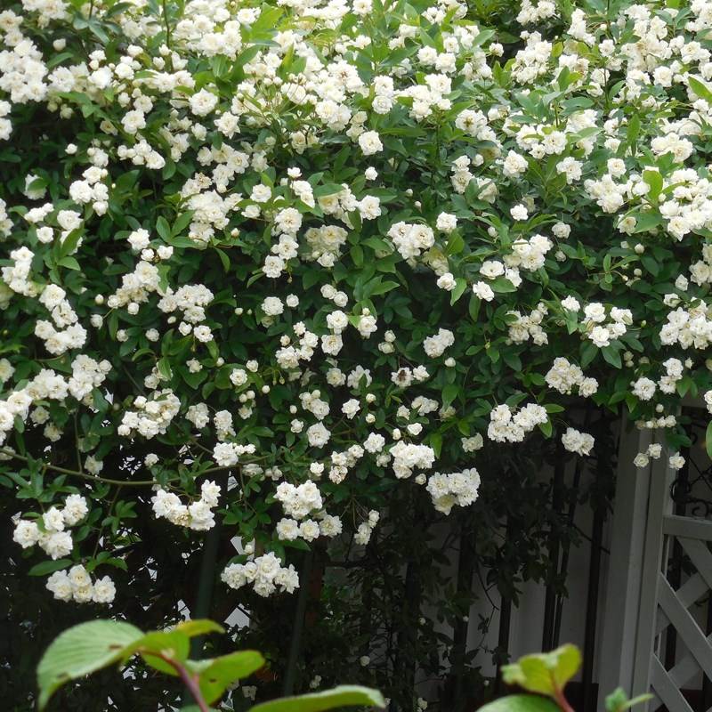 白木香花苗七里香盆栽爬藤植物浓香甜蜜红黄木香四季庭院花卉开花