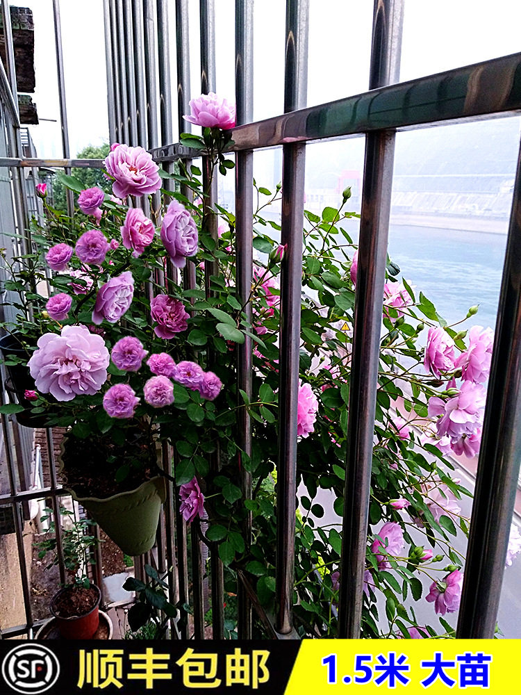 花庭苞阳季特香院藤四开带浓苗苗蔷薇栽花月瑰植台盆季爬 大花玫 小利家居馆06 淘优券