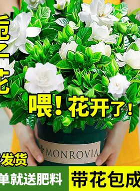 带花苞发货好养桌面绿植