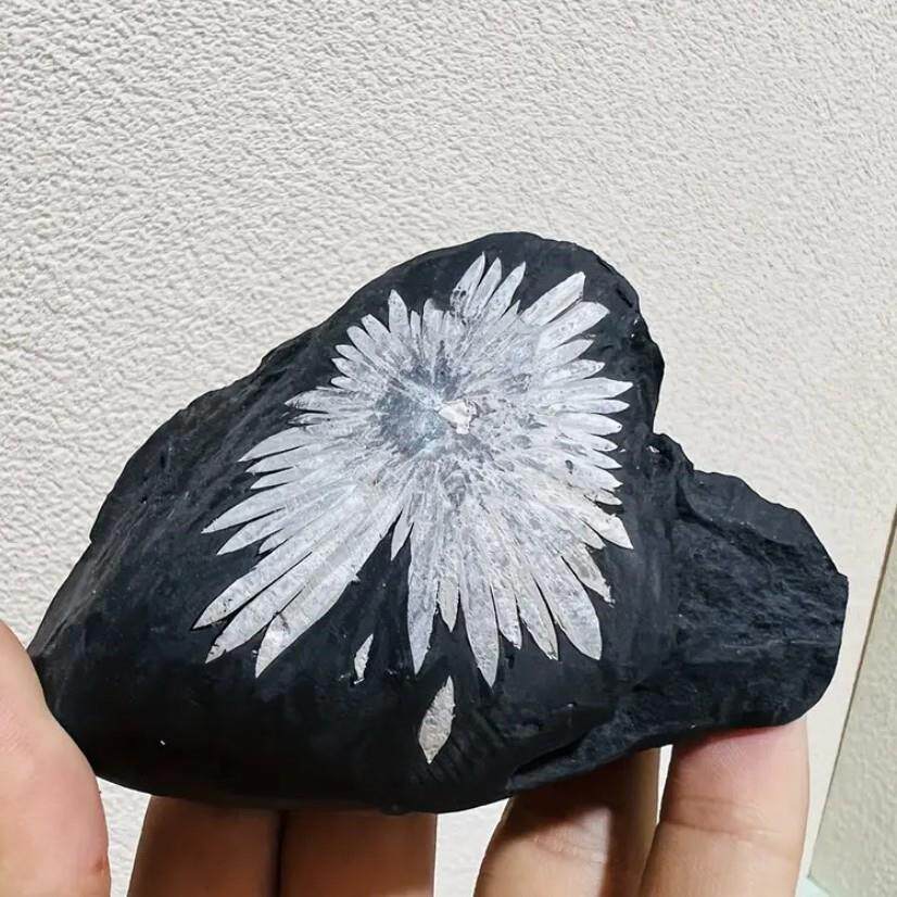 2026天然水晶菊花石矿标原矿标本水晶原石摆件儿童教学科普小礼物