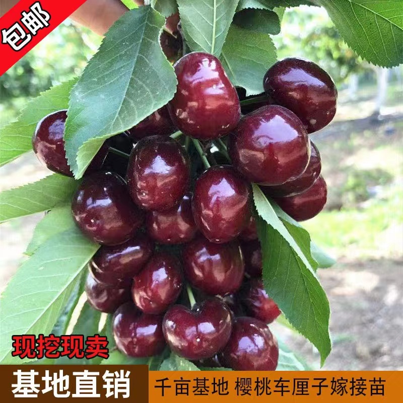 车厘子树苗果树果苗当年结果南方北方种植四季大樱桃树苖水果嫁接 鲜花速递/花卉仿真/绿植园艺 果树 原图主图