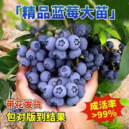 特大蓝莓树果苗盆栽地栽带果发货南北方种植奥尼尔蓝莓苗当年结果